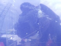 фото thumb №6, Капот крышка двигателя ranault kangoo ii 2