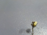 Bmw 5 g30 g11 датчик лента smart open 7391042 в Украине, фото thumb