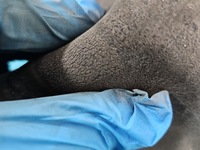 фото thumb №8, Подушка пневматична повітряна подушка bmw x5 e70 r309512601