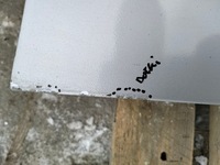 фото thumb №13, Дверь правый перед передние lexus is ii 220 цвет 1g1 lata 05-09 seda