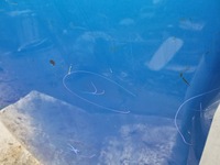 фото thumb №12, Dacia logan sandero ii 2 12- капот крышка двигателя