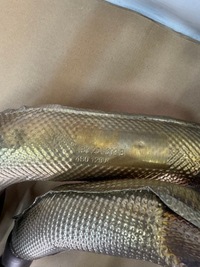 фото thumb №5, Audi r8 4s0251809b глушник вихлоп кінцевий 5.2 fsi v10 оригінальний номер audi