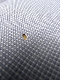 фото thumb №7, Ford fiesta mk7 08-17 заднє сидіння задня задня комплектна підголівники