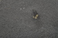 фото thumb №7, Ford mondeo mk5 lift шумоизоляция подкрылок капот p1 ds73-f16746-eb