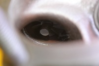 фото thumb №9, Turbo турбина турбонагнетатель vw new beetle 1.8 t awu 06a145713m