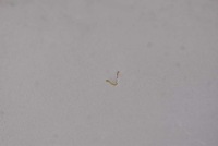 фото thumb №6, Захист сонцезахисна eu 24409340 24409339 opel meriva a 04-10