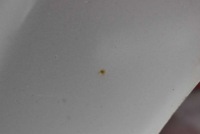 фото thumb №10, Двері ліва задня задні сріблястий toyota corolla verso 2 ii 01-06