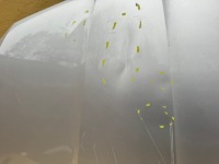 Skoda octavia 3 3 рестайлинг  16-20r капот крышка двигателя перед передняя Киев, фото thumb