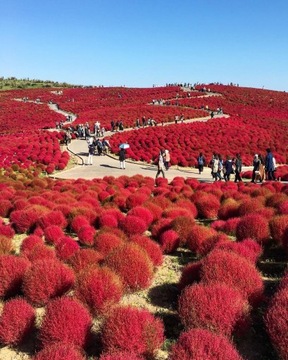 Семена метельника, зеленый кипарис летний 1 г