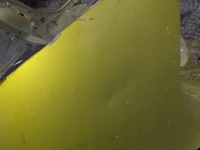 фото thumb №6, Четверть крыло правые зад vw golf viii hb