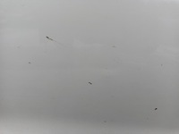 фото thumb №6, Дверь правое передние tesla 3 перед