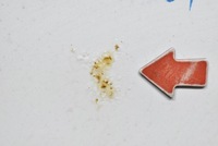 фото thumb №6, Капот крышка двигателя белый honda civic 9 ix 11-16