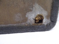 фото thumb №9, Felicia обивка защита крышки задняя hb 5d