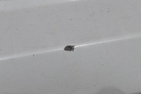 фото thumb №7, Накладка пороговая правая ls9r s-line 4g0853860h audi a6 c7 универсал рестайлинг 14-20