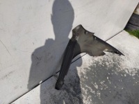 фото thumb №8, Renault laguna 3 iii coupe крыло левый перед