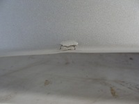 фото thumb №5, Opel vectra c капот крышка двигателя z157