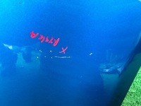 фото thumb №8, Крила bmw 1 2 f20 f21 f22 f23 c16