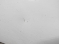 фото thumb №7, Nissan qashqai j10 +2 326 g крышка багажника багажника с стекло