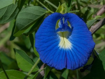 Clitoria ternatea Цветок Clitoria ternatea 25 г