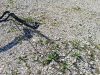 фото thumb №7, Провода охлаждение аккумулятора тормозные peugeot 508