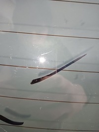 фото thumb №5, Стекло задняя hyundai kona 2017- as3 oryginalnie тонированная царапины