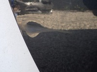 фото thumb №5, Дверь правые задние правые зад dacia lodgy js 2012-