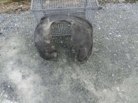 фото thumb №1, Volvo v60 ii 10-13 підкрилок перед права сторона