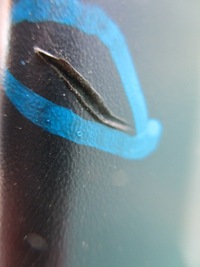 фото thumb №9, Dacia оригінальний номер 620222633r бампер передній