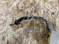 фото thumb №6, Volkswagen golf iv 2000 блок керування / модуль подушка безпеки