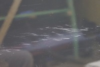 фото thumb №9, Дверь левый перед bmw x3 e83