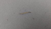 фото thumb №10, Porsche cayenne ii 92a потолок стойки стойка защита колонки gwieździste niebo