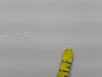 фото thumb №11, Hyundai i40 kombi двері задня ліва pure white