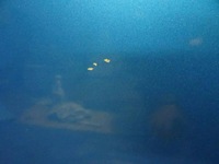 фото thumb №7, Дверь правое перед citroen c3 picasso kgwc