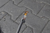 фото thumb №10, Kia optima iii 2.0 шланг аккумулятора 91875-4u010