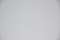 фото thumb №7, Капот крышка двигателя audi a6 c6