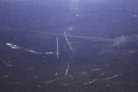 фото thumb №7, Двері лівий перед renault megane scenic ii tef43