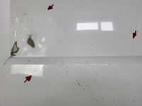 фото thumb №9, Двері задні праві зсувні berlingo partner rifter combo e 18-