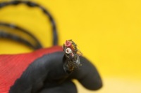 Усилитель электрический auris i 1.4 b 45200-02281 Цена, фото thumb