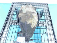 фото thumb №6, Міст задня диференціал задній mercedes 124, 3.07 2.5d