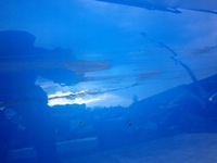 фото thumb №6, Audi a5 ii 2 8w 3d coupe 16- двері перед праве