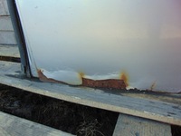 фото thumb №8, Дверь правое задняя berlingo partner iii 2008- ezrc