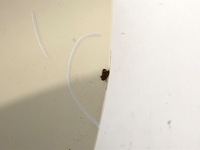 фото thumb №5, Дверь левый задняя kia soul i хэтчбек