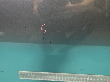 фото thumb №11, Дверь перед левая mitsubishi lancer viii 07-16 a39