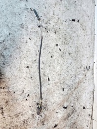 фото thumb №1, Трос тяга газа 2.0hdi citroen xsara picasso