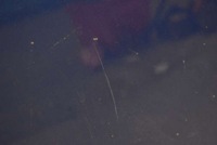 фото thumb №7, Капот кришка двигуна niebieska volvo v50 04-12