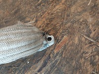 фото thumb №7, Шланг труба трубка egr jeep 3.0 crd