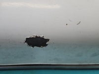 фото thumb №8, Крышка багажника задняя mercedes 123 sedan белый