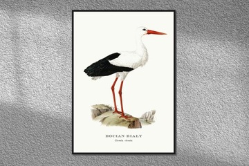 Pliszka Grey Birds Plic