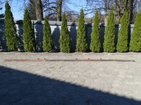 фото thumb №1, Iveco eurocargo i рама ліва bok рами 17,5 785x18