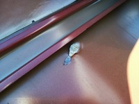 фото thumb №13, Дверь перед передние левая ford explorer 2011-2019